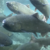More salmon expected this year
