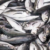 Climate change is shifting productivity of fisheries worldwide