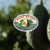 Off year for local avocados