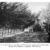Can Los Osos rekindle historic tree planting spirit?