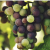 SLO crop value up 12% in 2018