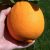 CITRUS WATCH
