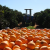 Ag beat: Orange prices disappoint