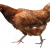 Chicken consumption soars