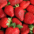 Santa Maria strawberry production expected higher in 2020