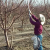Lack of employees slows peach pruning