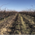More winegrapes could go unsold, analysts believe