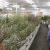 Flower sales wilt