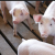 Ag updates: your news ROUNDUP/ hog prices / avocado oil / more