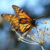 Monarch Butterflies Return to California after 2020 historic lows
