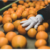 Navel orange industry having good year-prices $2 a box more than last year and far above recent average