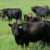 Sandridge Partners pulls application for feedlot but retains beef plant project near Lemoore
