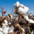 California cotton acres are up in 2022