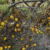 Report: Hurricane Ian Farm Loss Could Reach $1.56 Billion