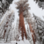 Southern Sierra snowpack at 209%