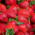 Santa Maria strawberry production way down this year