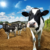 Ag institute predicts lower crop prices & expenses