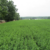 Wet winter brings lower alfalfa prices