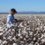 Valley cotton acreage detailed