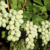 Grapes Go Seedless