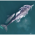 Gray Whale Calf Count Increases from All-time Low, Positive Sign for the Population