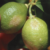 Thrips expected to cut citrus production here
