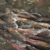 Salmon return to Mokelumne River in record numbers