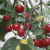 Labor & market challenges create  ‘bloodbath’ of a cherry season say NW growers