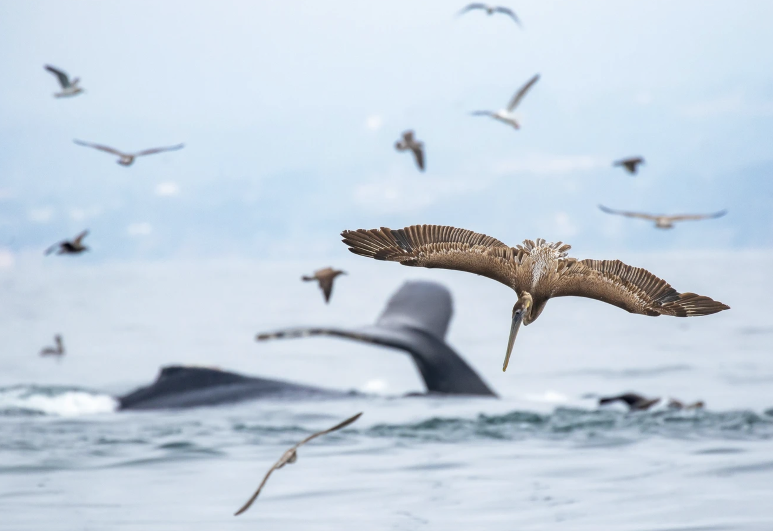 Audubon supports offshore wind