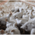 Avian Influenza Confirmed in Utah Poultry Farm