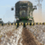 Farmers plant less cotton in face of stagnant market