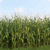 American Farm Bureau – Now too much corn