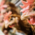 Bird Flu returns to California