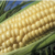 Water not the only factor farmers face in search of profit