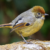 Billions fewer Birds