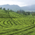 Could tea be California’s next cash crop?