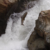 SALMON NUMBERS REBOUND IN 2026 FORECAST, RAISING HOPES FOR CALIFORNIA FISHERY