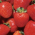 Strawberry season off to bountiful start
